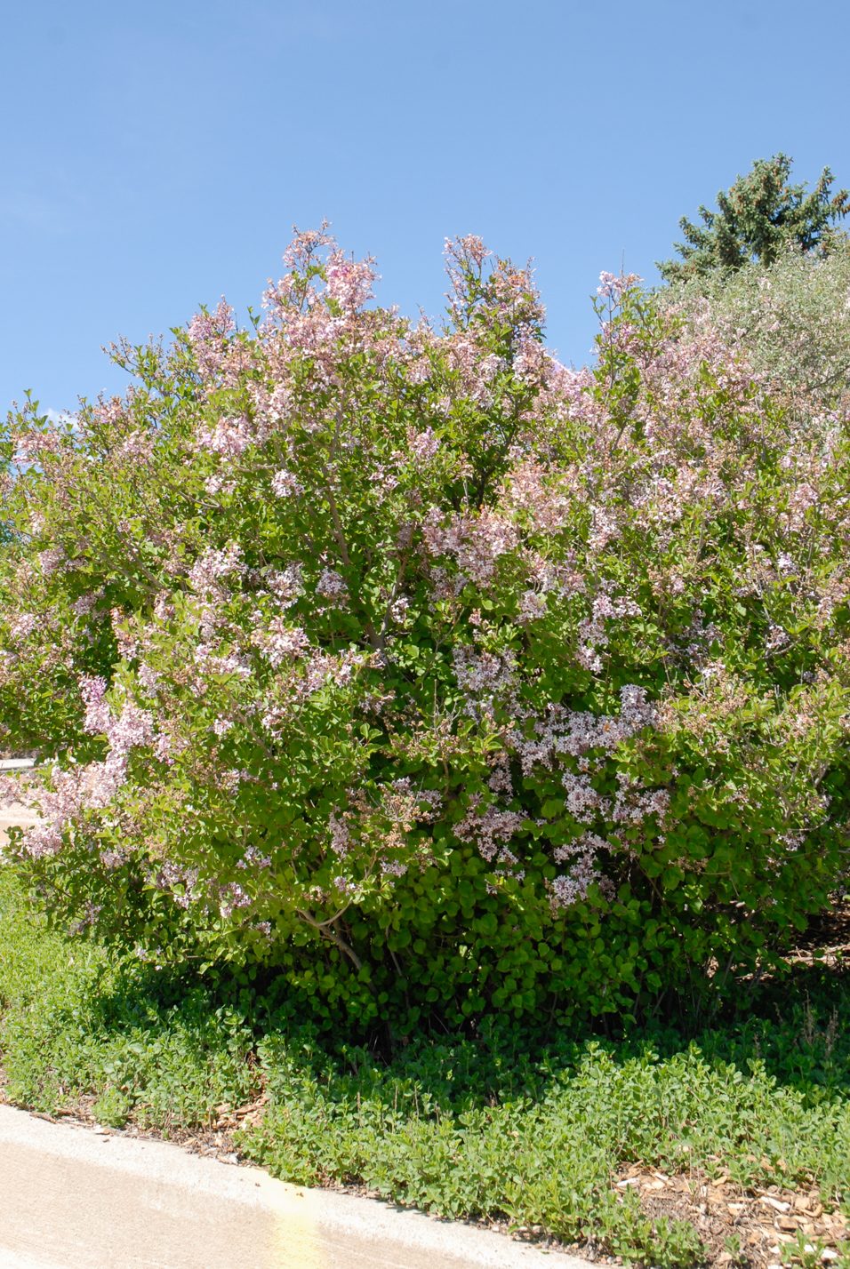 Dwarf Korean Lilac